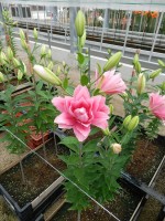 [4547 VH23 No01.JPG]